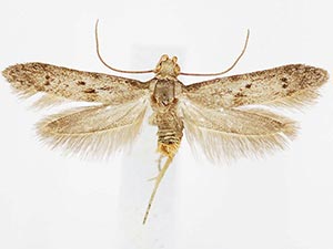 Hypatopa punctiferella