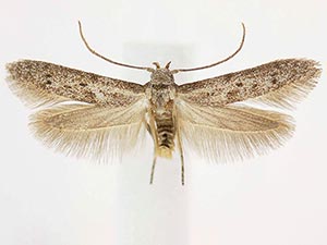 Hypatopa punctiferella