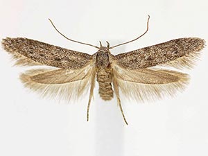 Hypatopa punctiferella