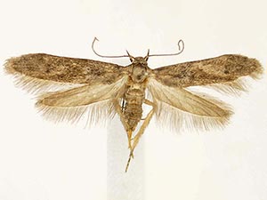 Hypatopa spoliatella