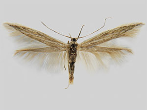 Coleophora spiralis