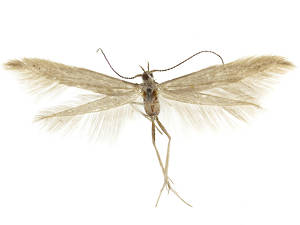 Coleophora glitzella