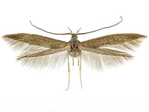 Coleophora texanella