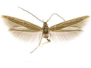 Coleophora atriplicis