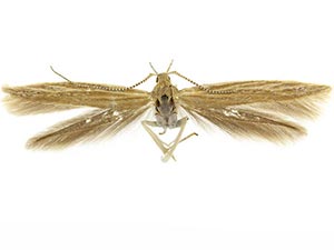 Coleophora atriplicis