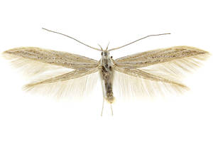 Coleophora granulatella