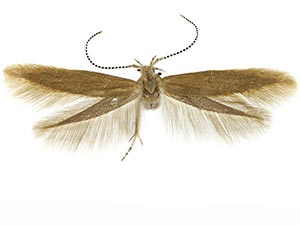 Coleophora vitisella