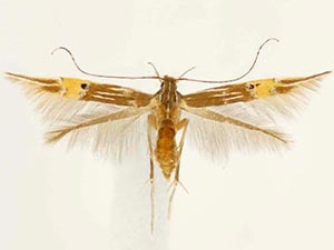 Cosmopterix ebriola