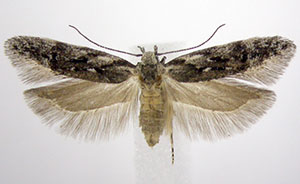 Carpatolechia belangerella