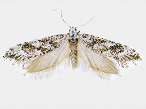 Araeolepia ustulana