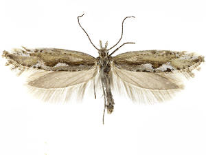 Plutella hyperboreella