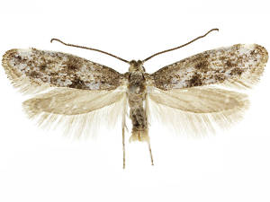 Paraswammerdamia conspersella