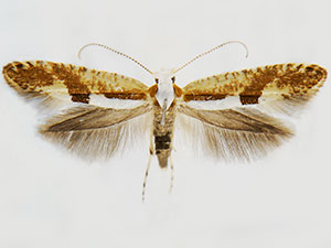 Argyresthia pruniella