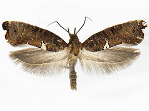 Acrolepiopsis incertella