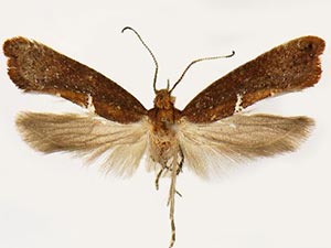 Acrolepiopsis californica