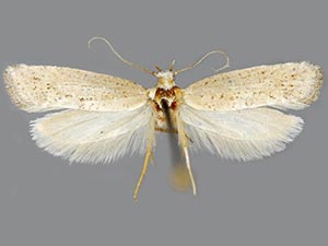 Acrolepiopsis leucoscia