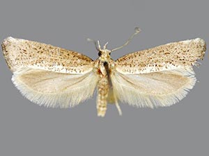 Acrolepiopsis leucoscia