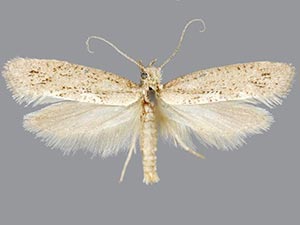 Acrolepiopsis leucoscia