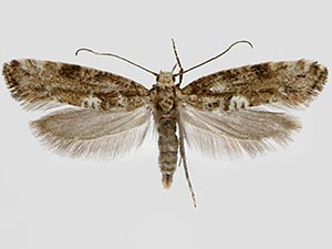 Acrolepiopsis assectella