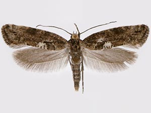 Acrolepiopsis assectella