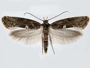 Acrolepiopsis assectella