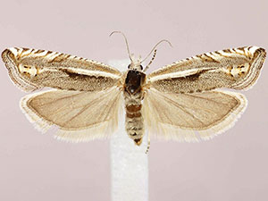 Eucosma misturana