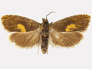 Dichrorampha flavidorsana