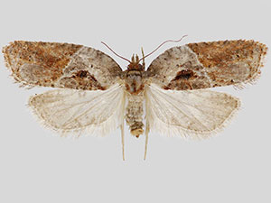 Acleris inana of authors