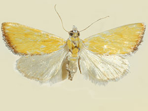 Aethiophysa delicata