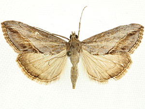 Evergestis eurekalis