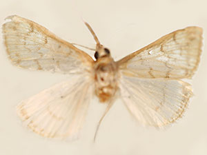 Hahncappsia ramsdenalis