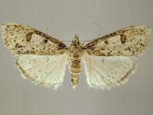 Palpita aenescentalis