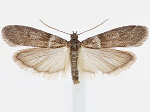 Myelopsis davidi