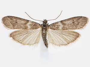 Myelopsis davidi
