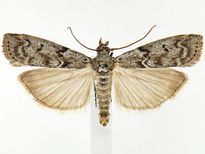 Pyla insinuatrix