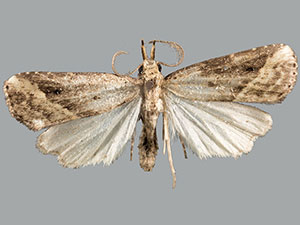 Hypenopsis macula