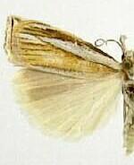 Crambus braunellus