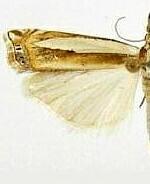 Crambus cyrilellus