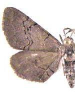 Exelis pyrolaria