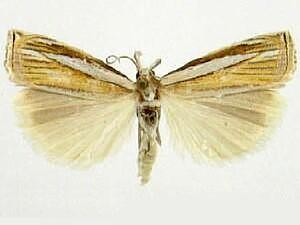 Crambus braunellus