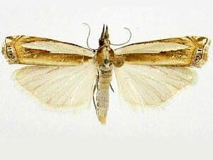 Crambus cyrilellus