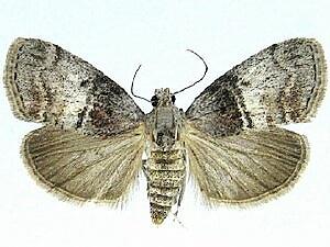 Pococera aplastella