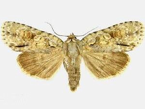 Acronicta exilis