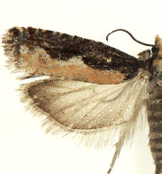 Epinotia columbia