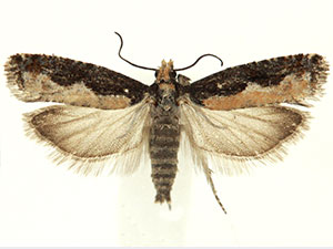 Epinotia columbia