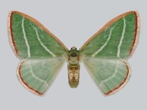 Nemoria splendidaria