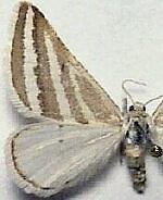 Euaspilates spinataria