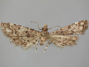 Sufetula carbonalis