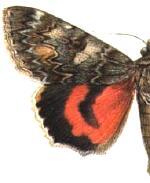 Catocala hermia