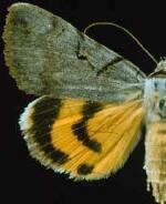 Catocala abbreviatella